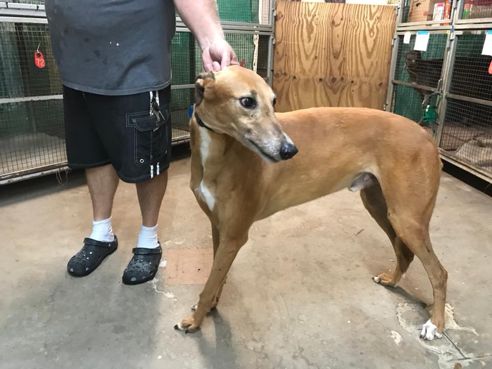 Grateful Greyhounds, Inc. Greyhound adoption in Long Island, New York